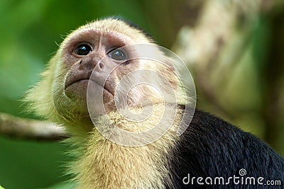 White-faced Capuchin Monkey Stock Photo