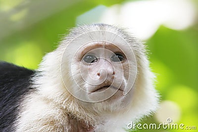 White-Faced Capuchin Monkey Stock Photo