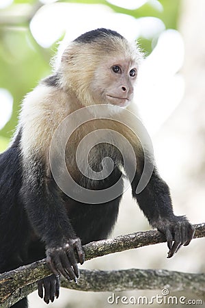 White-Faced Capuchin Monkey Stock Photo