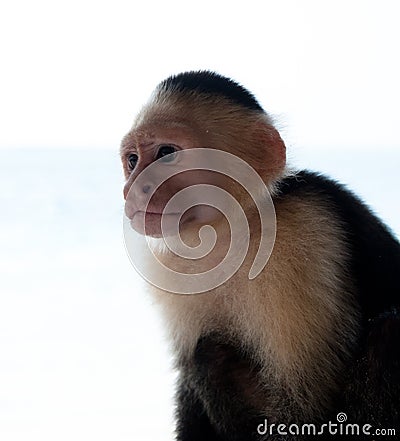 White faced capuchin monkey headshoot Stock Photo