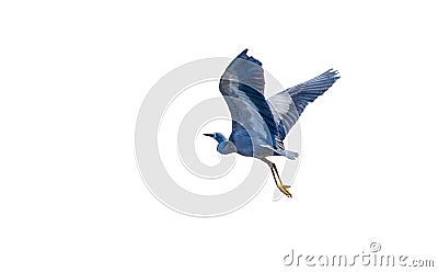 White faced Heron bird flying isolated on white background. Stock Photo