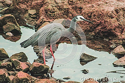 White faced heron at eastern coastline, North Island, New Zealand Stock Photo