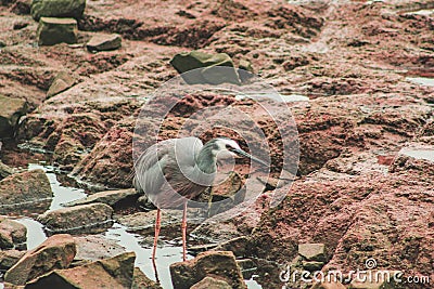 White faced heron at eastern coastline, North Island, New Zealand Stock Photo