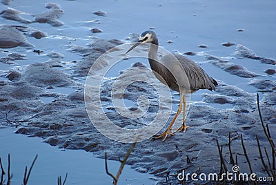 White faced heron Egretta novaehollandiae patrols mudflats in Mangroves Stock Photo