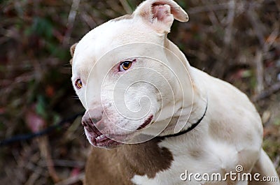 White faced Pit Bull Terrier Stock Photo