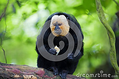 White-faced Saki Monkey Stock Photo