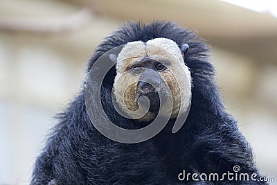 White-faced saki, primate from the order of broad-nosed monkeys. Stock Photo