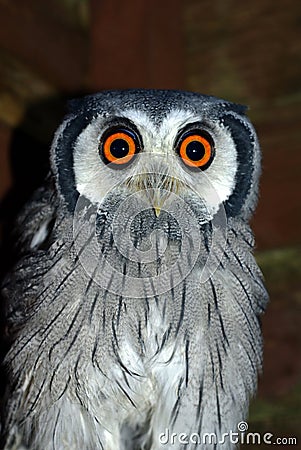 White Faced Scops Owl Stock Photo