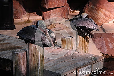 WHITE FACED TREE DUCK & CALRIFORNIA BROWN PELCCANS AND FLEMMINGOS Editorial Stock Photo