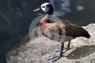 White-faced Whistling Duck by the Pond Stock Photo