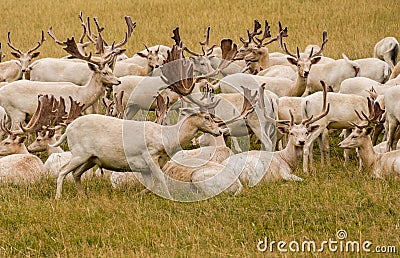 White Fallow Deer Stock Photo