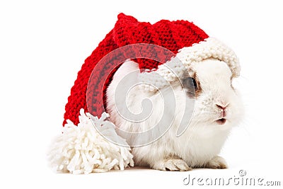 White fancy rabbit in a knitted cap over white Stock Photo