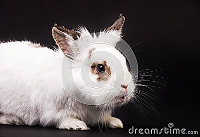 White fancy rabbit over black Stock Photo
