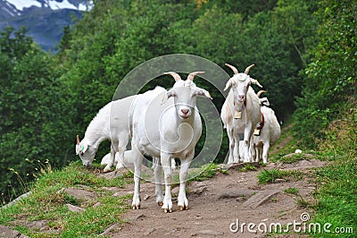 Farm Animals. Goats on the Rocks in the Hills. Stock Photo