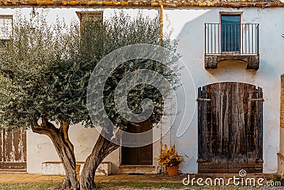 White faÃ§ade and aged wooden doors of a rural house, olive tree at the entrance Stock Photo