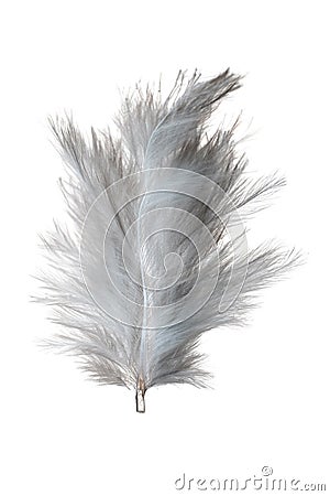 White feather Stock Photo