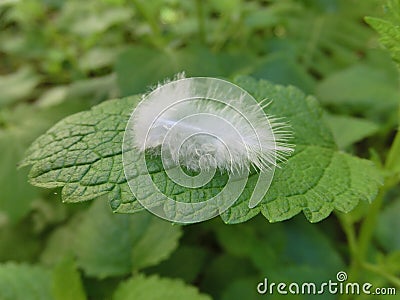 White feather on green leaf Stock Photo