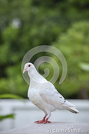 White feather of homing pigeon bird on loft roof Stock Photo