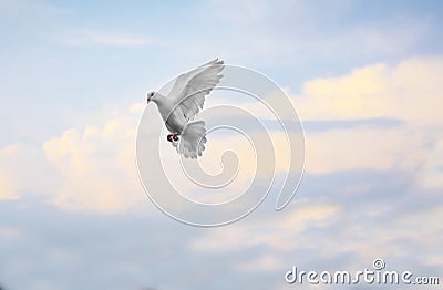 White feather homing pigeon flying mid air against beautiful blu Stock Photo