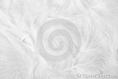 White feathers Stock Photo