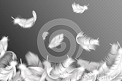 White feathers background. Falling flying fluffy swan, dove or angel wings feather, soft bird plumage. Style flyer Vector Illustration