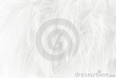 White feathers texture for background Stock Photo