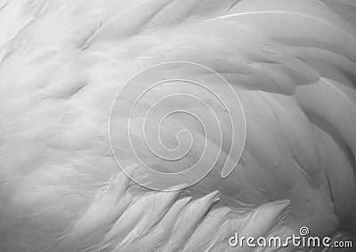 White feathers texture background Stock Photo