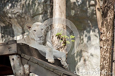White female lion. Stock Photo