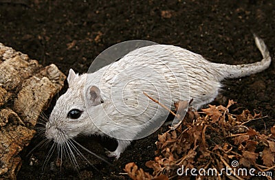 White female rodent outdoors Stock Photo