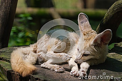 White Fennec Fox resting in her enclosure Stock Photo