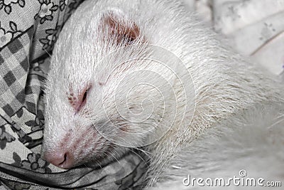 White ferret albino sleeping on the bed Stock Photo