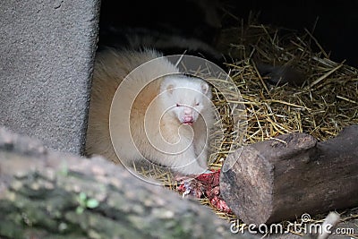 Ferret Stock Photo