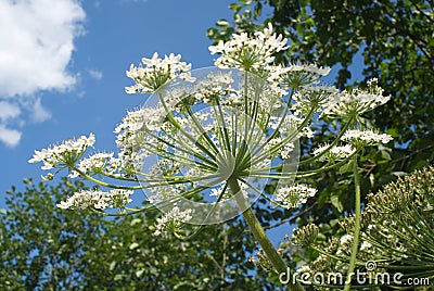 White field flower behind blue sky and trees close Stock Photo