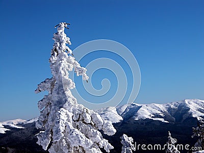 White fir tree Stock Photo