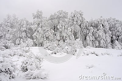 White fir in winter season Stock Photo