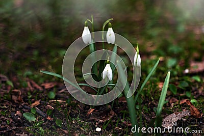 White first snowdrops at spring Stock Photo