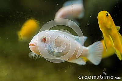 White fish toghter yellow fish Stock Photo