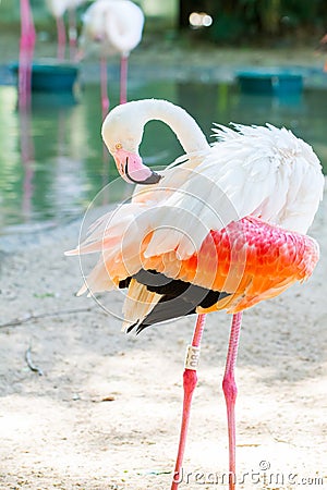 White flamingo close-up Stock Photo