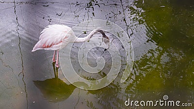 White flamingo in Pinnawala Open Zoo pond Stock Photo