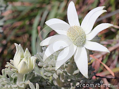 White flannel flower at bloom, Australian heathland nature details Stock Photo