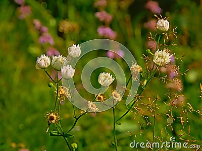 White fleabane wildflowers with dew drips in the Romanian countryside Stock Photo