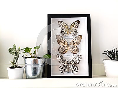 White floating shelf with framed taxidermy butterflies display and small houseplants in a black and white interior Stock Photo