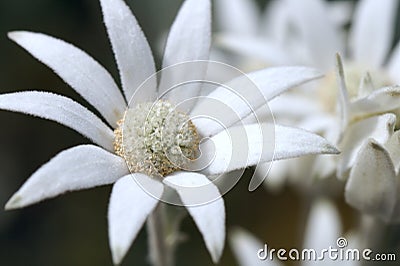 White Flower Stock Photo