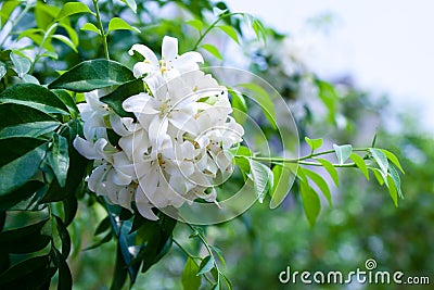 White flower Stock Photo