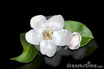 White flower apple tree isolated on pure black. Stock Photo