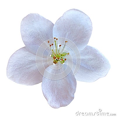 White flower of apple tree sakura isolated on white background. Close-up. Macro. Element of design Stock Photo