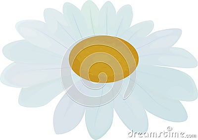 White flower aster or chamomile Vector Illustration