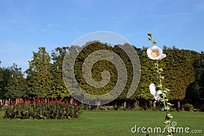 White flower Augarten park in Vienna Stock Photo