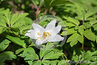 White flower on a background of green leaves Stock Photo