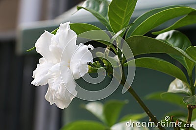 White flower 310 Stock Photo